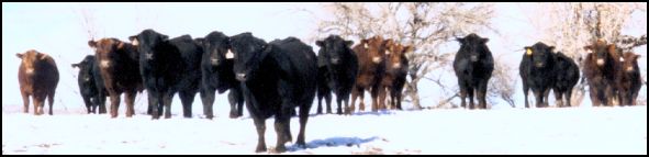 Photo of Painrock Angus Cattle
