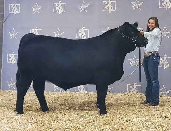  Reserve Champion Angus Steer at the 2016 Wyoming State Fair