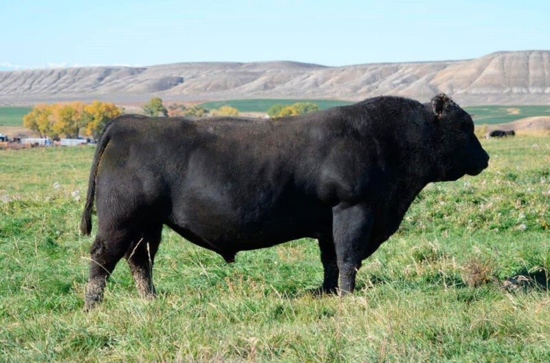 KG Double 07 8538 Paint Rock Angus Ranch