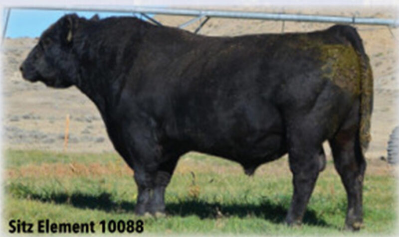 Sitz Angus Ranch Sitz Element 10088 – Paint Rock Angus Ranch